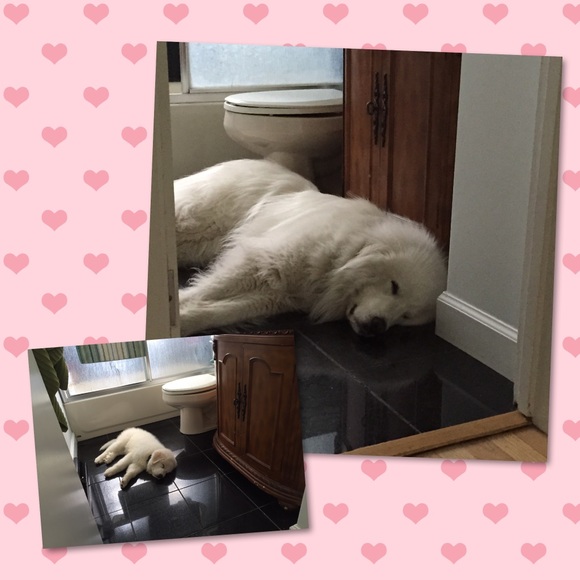 Meet your Posher, Molly - Picture 8 of 8